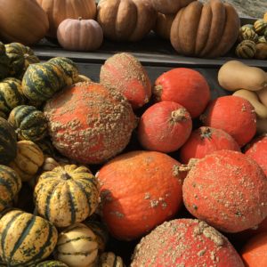 Pile of orange pumpkins and yellow and green gourds