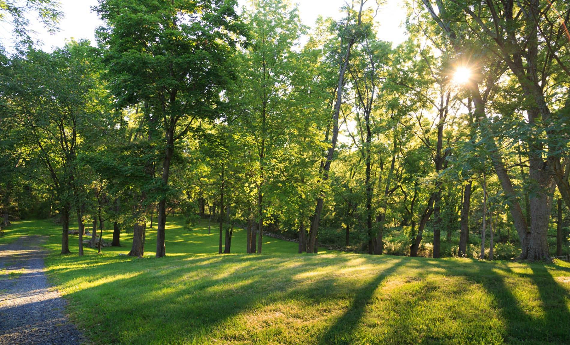 Dirt path alongside a grassy lawn surrounded by green trees with the sun peaking through