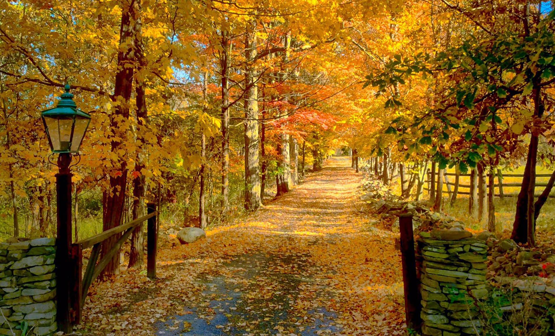 Stone wall and wood gate opening to a path covered with fallen leaves surrounded by yellow and orange leafed trees