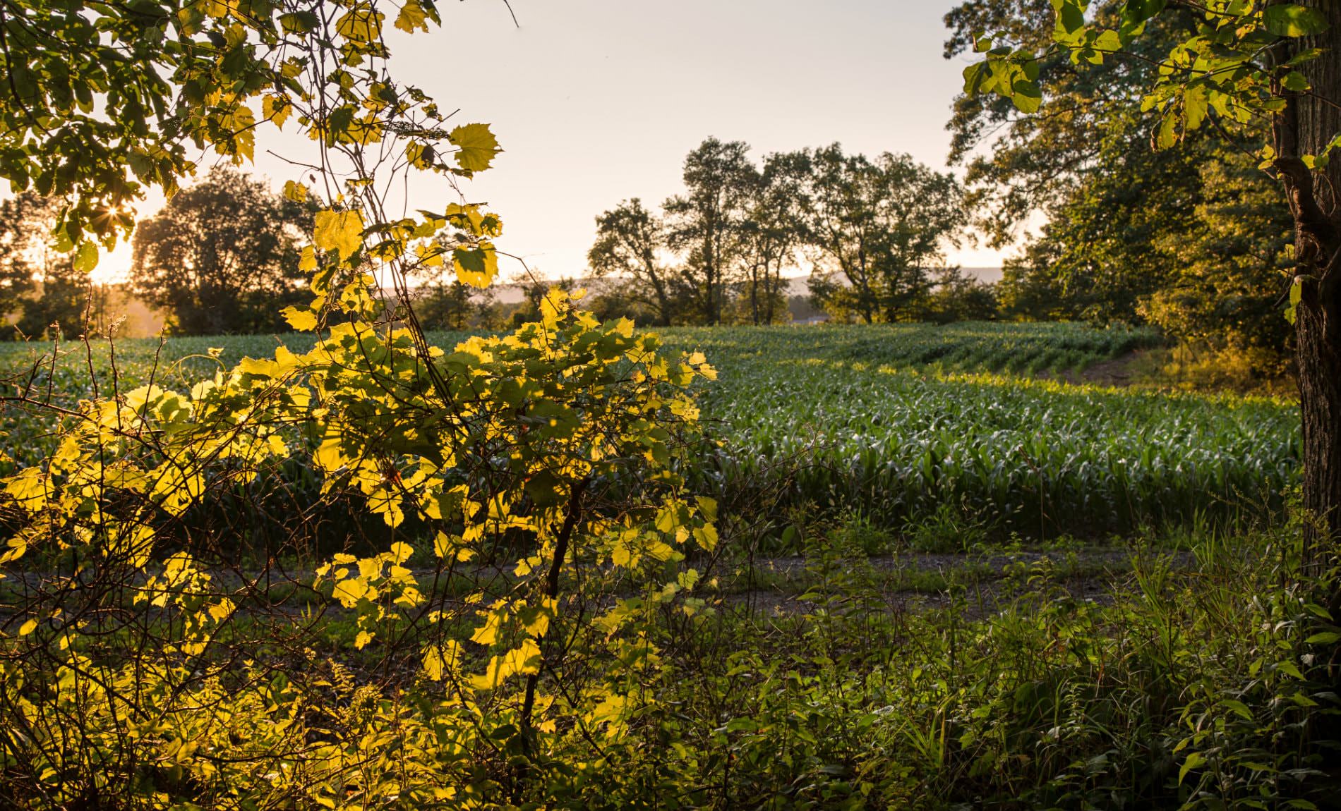 Green corn field surround by yellow and green trees with the setting sun peaking through the trees