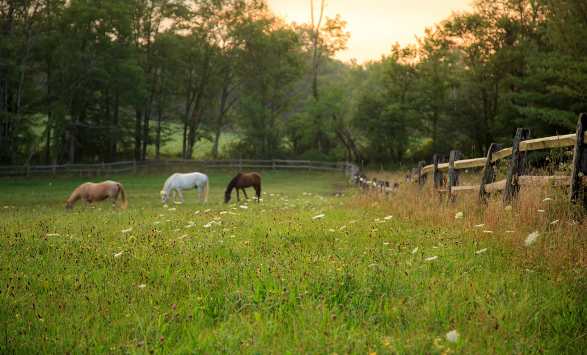 Three horses in a green pasture surrounded by a split-rail fence and trees