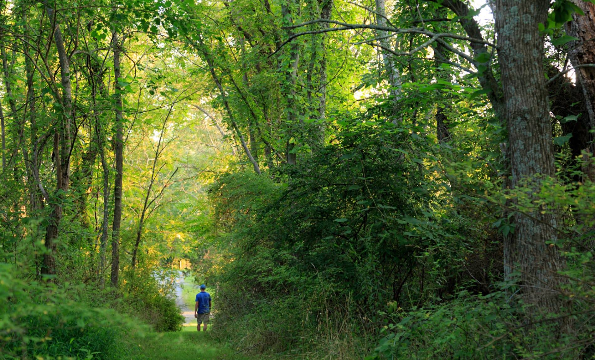 Man walking through a green grassy path through tall green trees