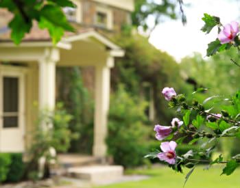 Close-up view of pink flowers on tree branches with blurred view of the inn in the background