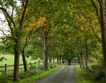 Two people holding hands walking down a dirt path through a canopy of tall green trees