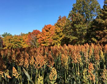 Amber and green meadow grass surrounded by deciduous trees with multi-colored fall leaves and blue skies