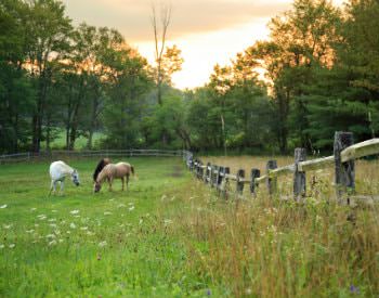 Green pasture with three horses surrounded by a split-rail fence and lush greenery