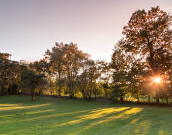 Large expanse of green grass with the setting sun peeking through a line of trees