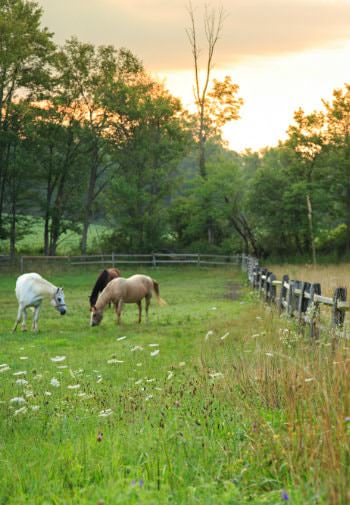 Green pasture with three horses surrounded by a split-rail fence and lush greenery