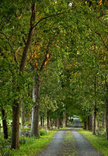 A dirt road through a canopy of tall green trees