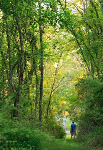 Man walking through a green grassy path through tall green trees