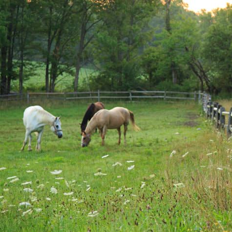 Three horses in a green pasture surrounded by a split-rail fence and trees